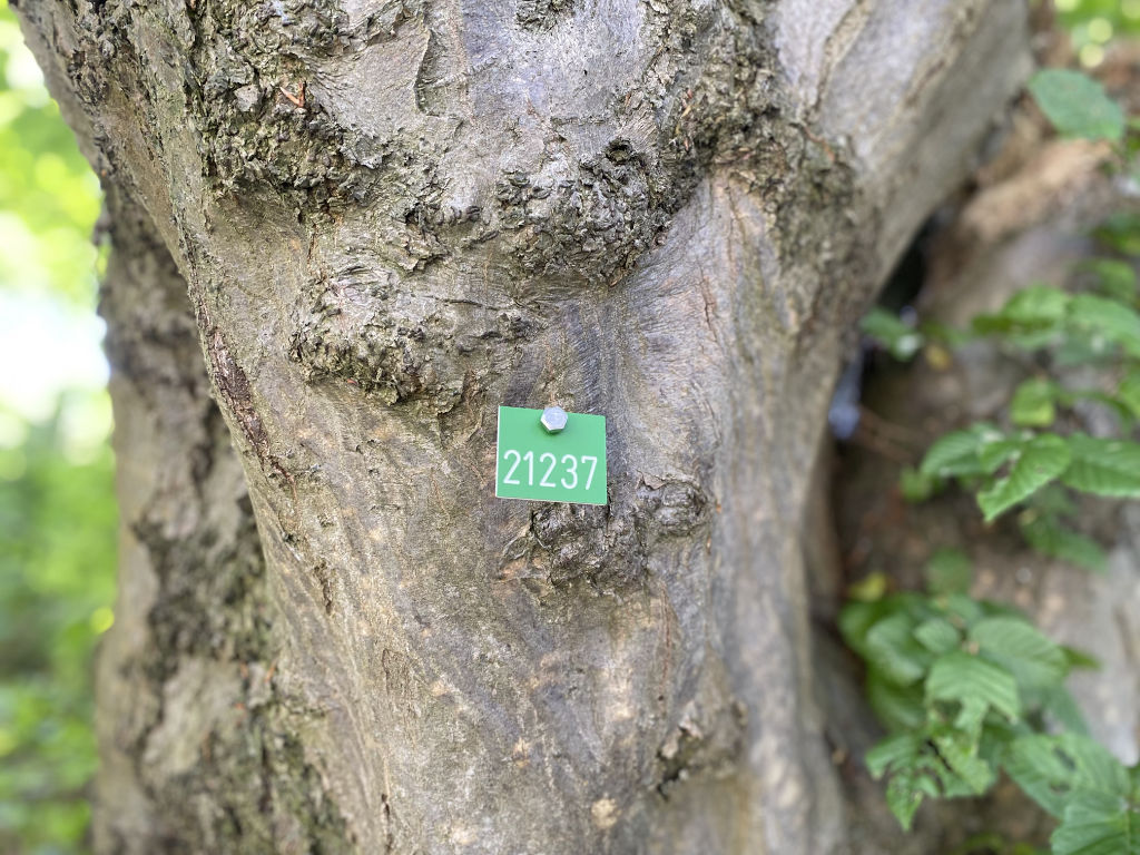 Baum mit Baummarke